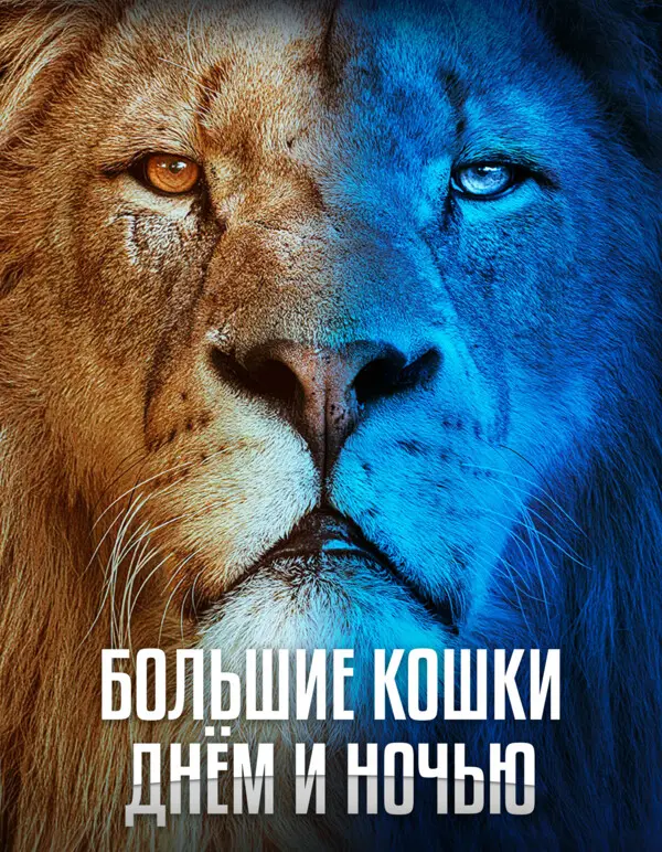 Большие кошки днём и ночью 