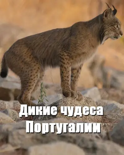 Дикие чудеса Португалии