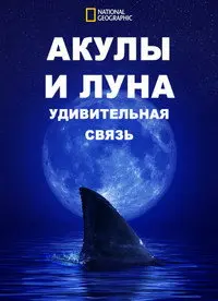 Акулы И Луна. Удивительная Связь